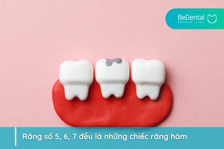 Răng số 5, 6, 7 là răng nào?