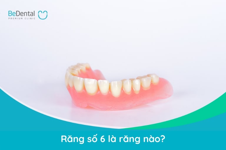 Răng số 6 còn được gọi là răng cấm, răng hàm, răng cối đảm nhiệm chức năng nhai chính