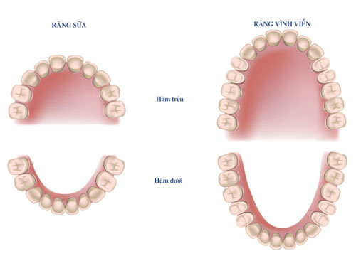 cách phân biệt  răng sữa và răng vĩnh viễn