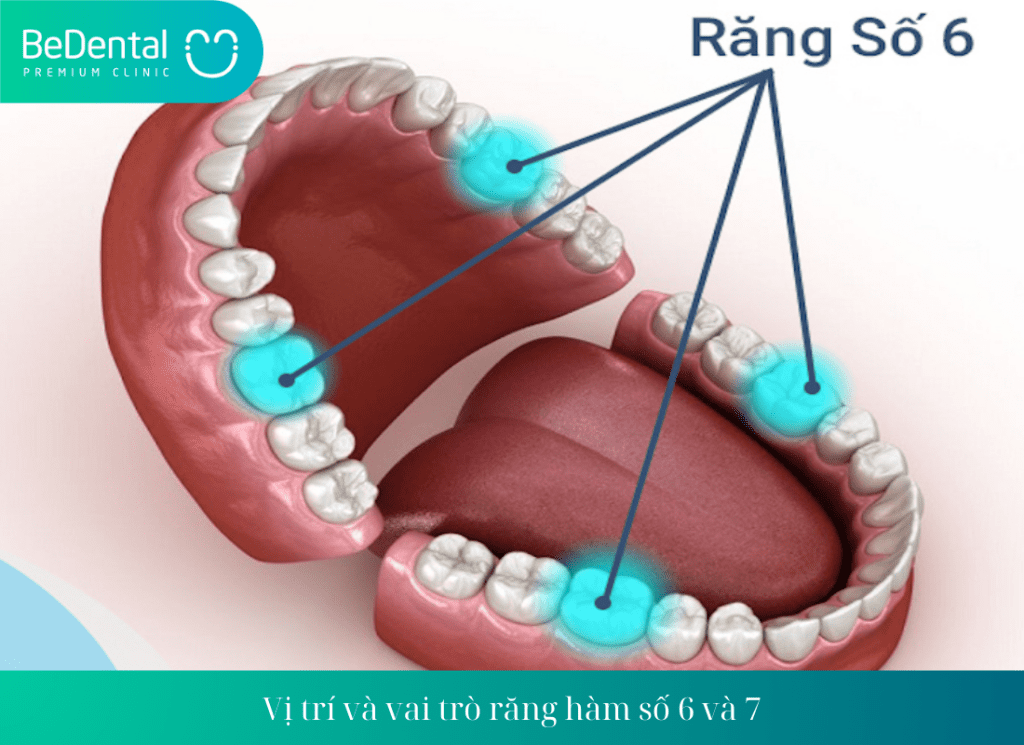 Vị trí và vai trò răng hàm số 6 và 7