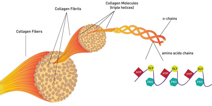 Collagen protein đặc biệt quan trọng đối với cơ thể con người