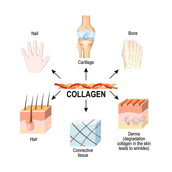 Collagen không chỉ giúp da khỏe mạnh và đàn hồi mà còn giúp hỗ trợ xương, dây chằng, cơ bắp, sụn cũng như các cơ quan nội tạng
