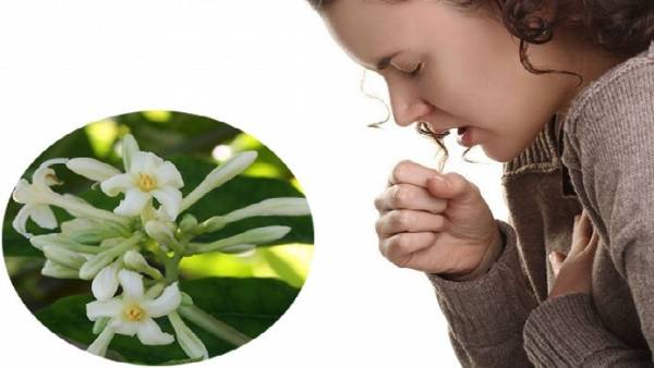 Hoa đu đủ đực giúp cải thiện các bệnh về đường hô hấp như dùng trị ho