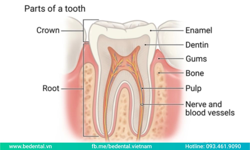 Parts of a tooth