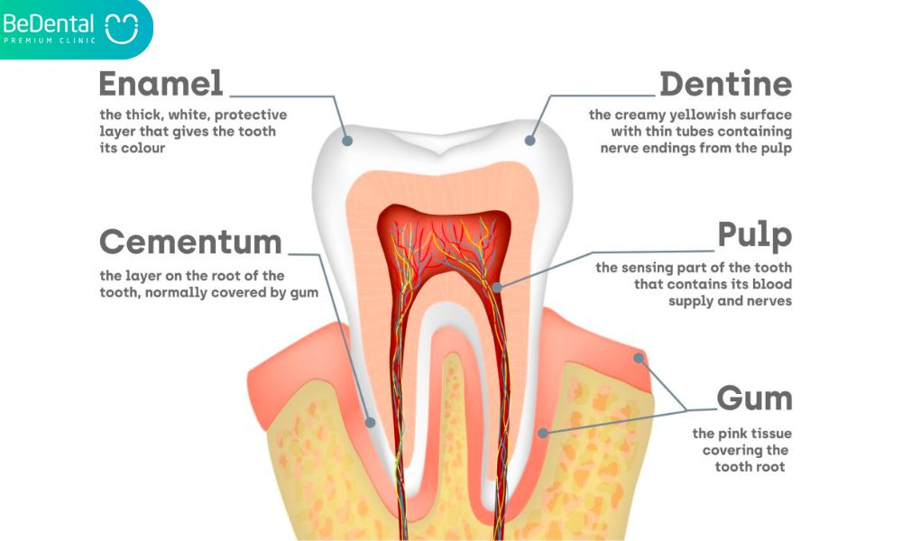 Tooth structure