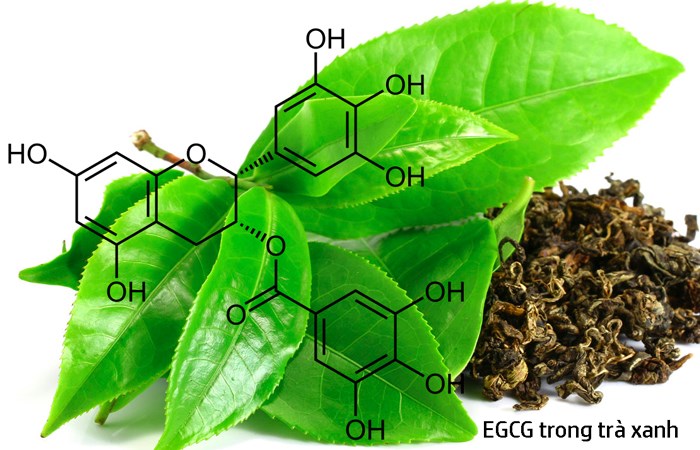 EGCG được chiết xuất từ trà xanh