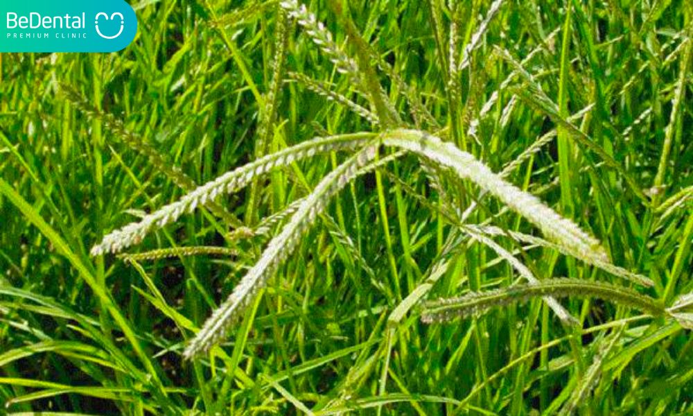 Chữa sốt cao là tác dụng của cỏ mần trầu