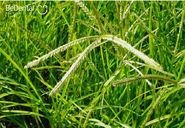 Cây cỏ mần trầu – Vị thuốc được ca ngợi là “thần dược” trong y học cổ truyền
										
										Cây cỏ mần trầu là thảo dược có tính mát, vị ngọt, hơi chát và…					
					                    
					
					
					
					
																
							
								18Th5