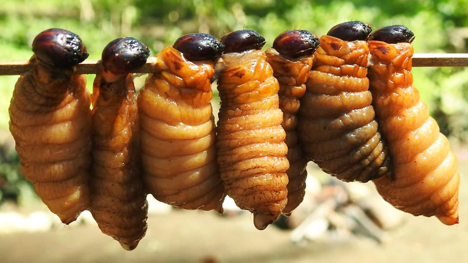 Top 10 unusual foods to try in Vietnam: The coconut beetle-larva