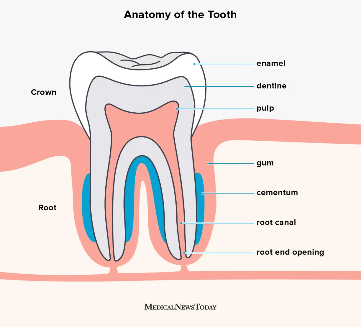 225349 anatomy ot the tooth 1296x1296 body.20200716143350801
