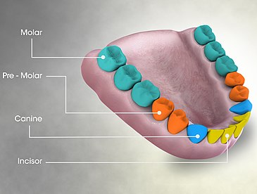 3D Medical Animation Still Showing Types of Teeth