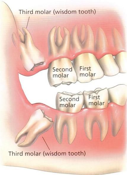 What are molars?