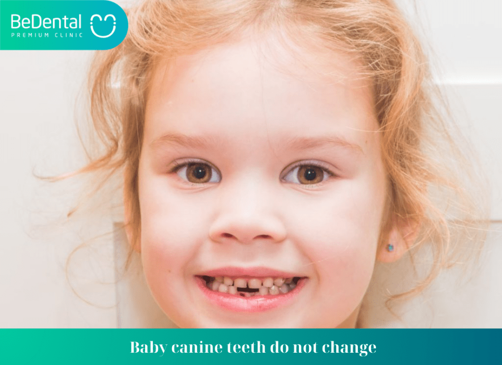 Baby canine teeth do not change