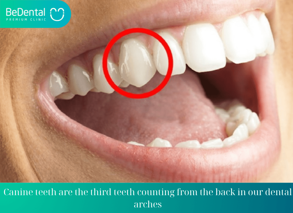 Understanding Canine Teeth to make decisions