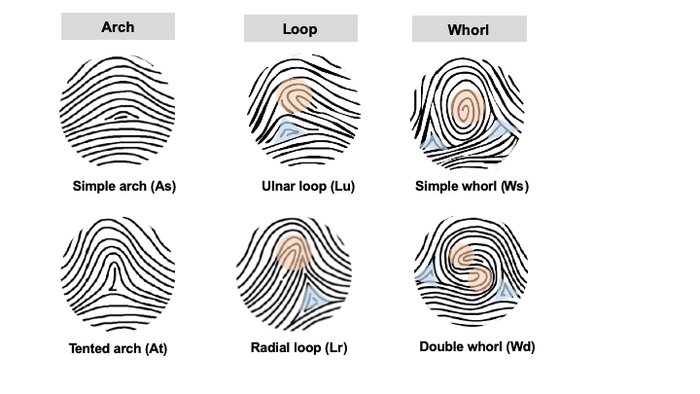 Low Res Human fingerprint patterns are grouped into three types arch whorl and loop CREDIT Fudi Wang.png