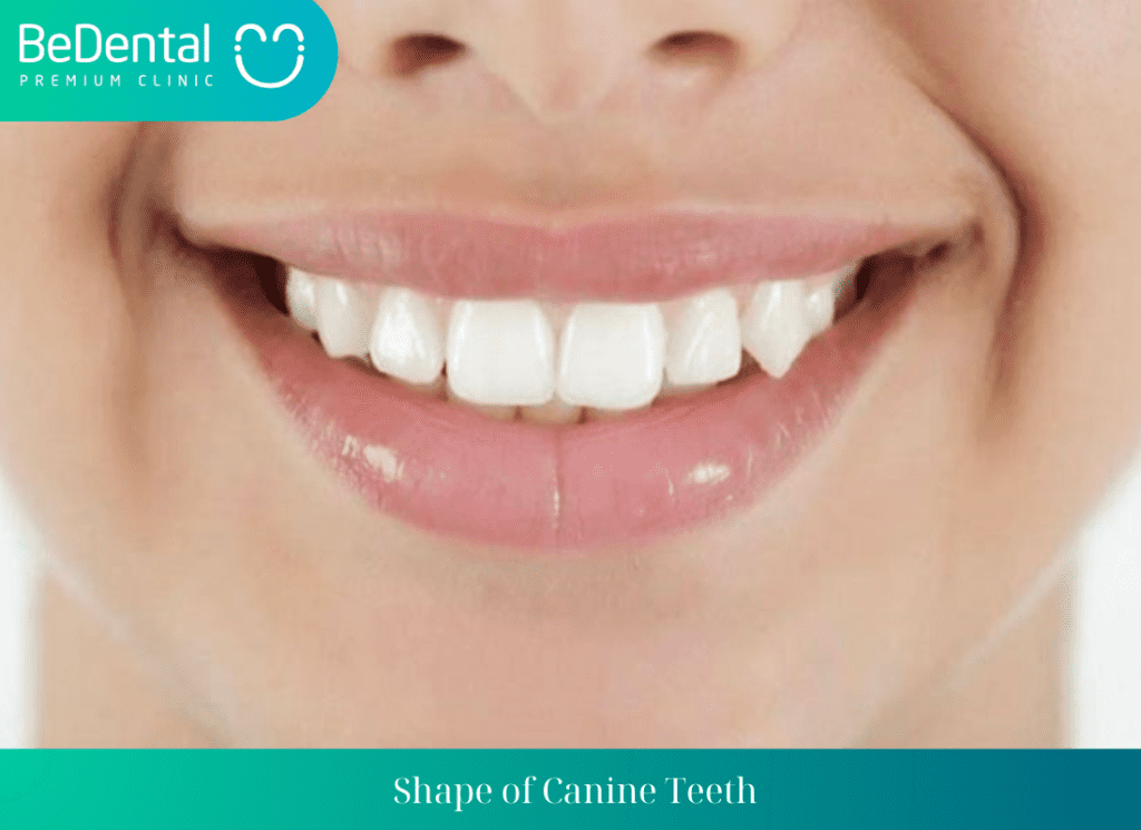 Shape of Canine Teeth