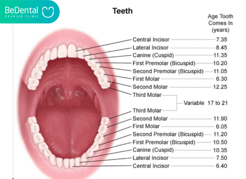 The positioning of Canine Teeth