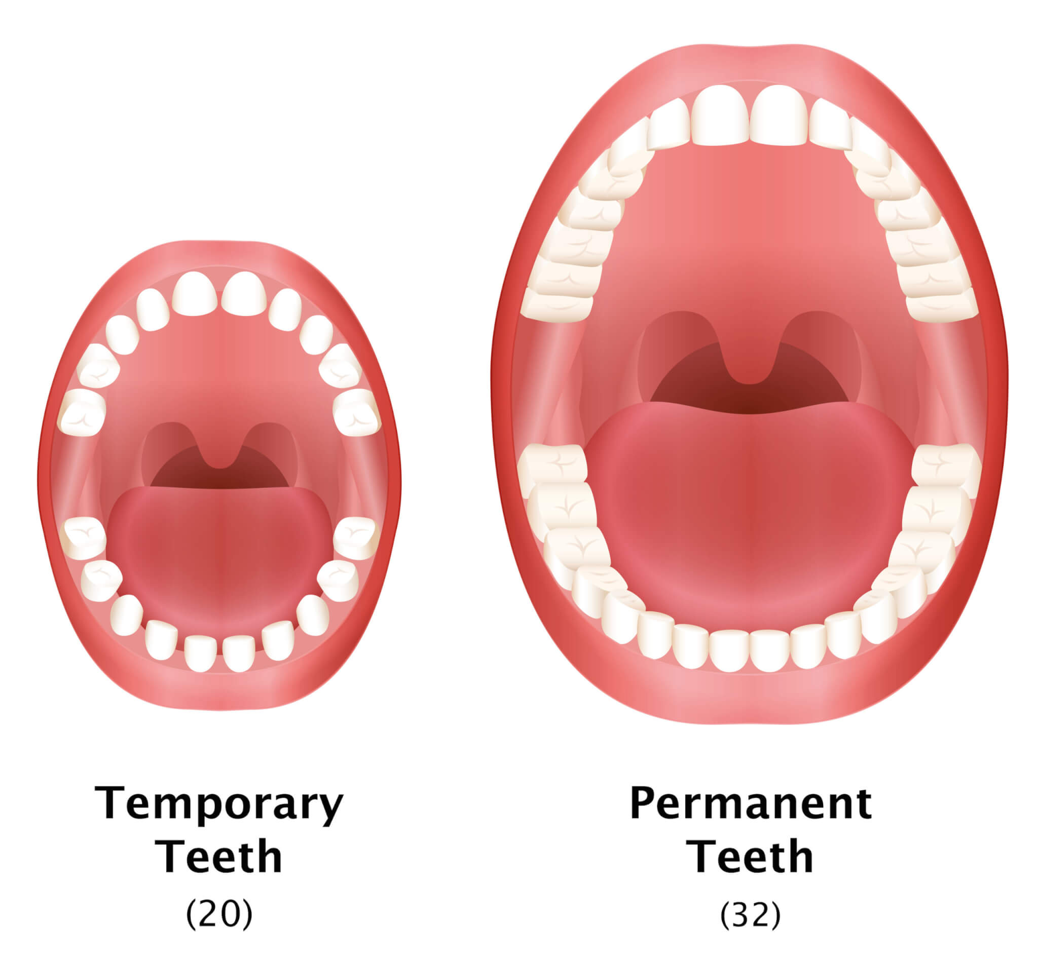 How to distinguish baby teeth and permanent teeth