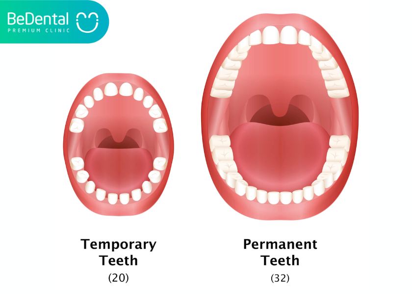 How to distinguish baby teeth and permanent teeth. How to take care of baby teeth. How to take care of permanent teeth