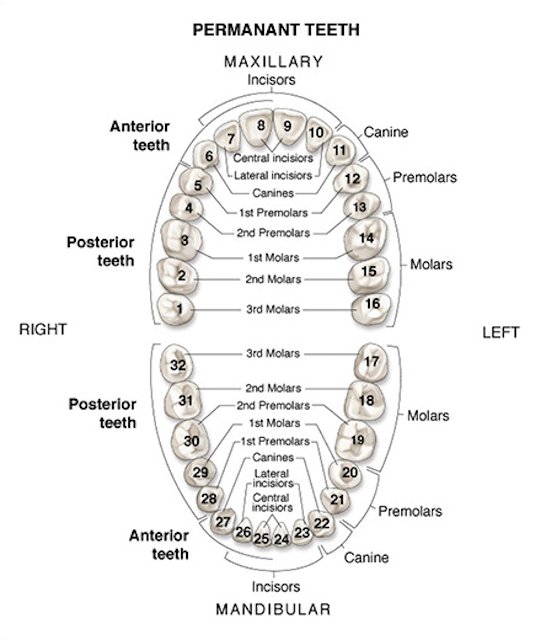 How Many Teeth Do Humans Have? – Be Dental