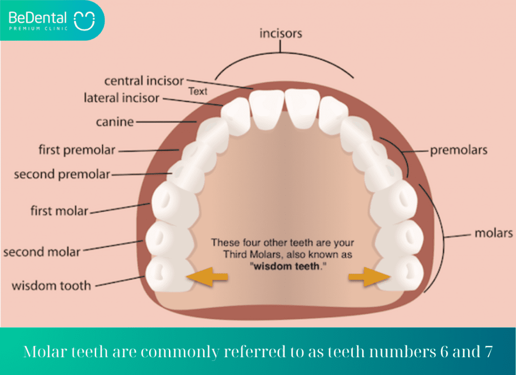 Molar teeth are commonly referred to as teeth numbers 6 and 7