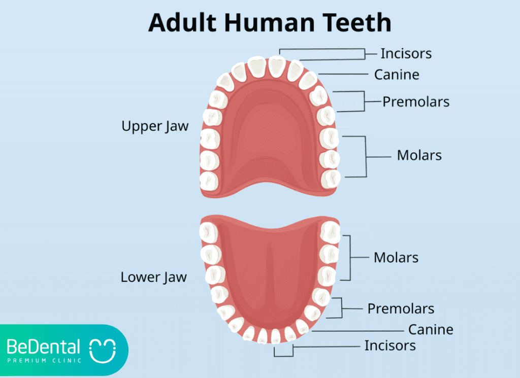 Adult human teeth