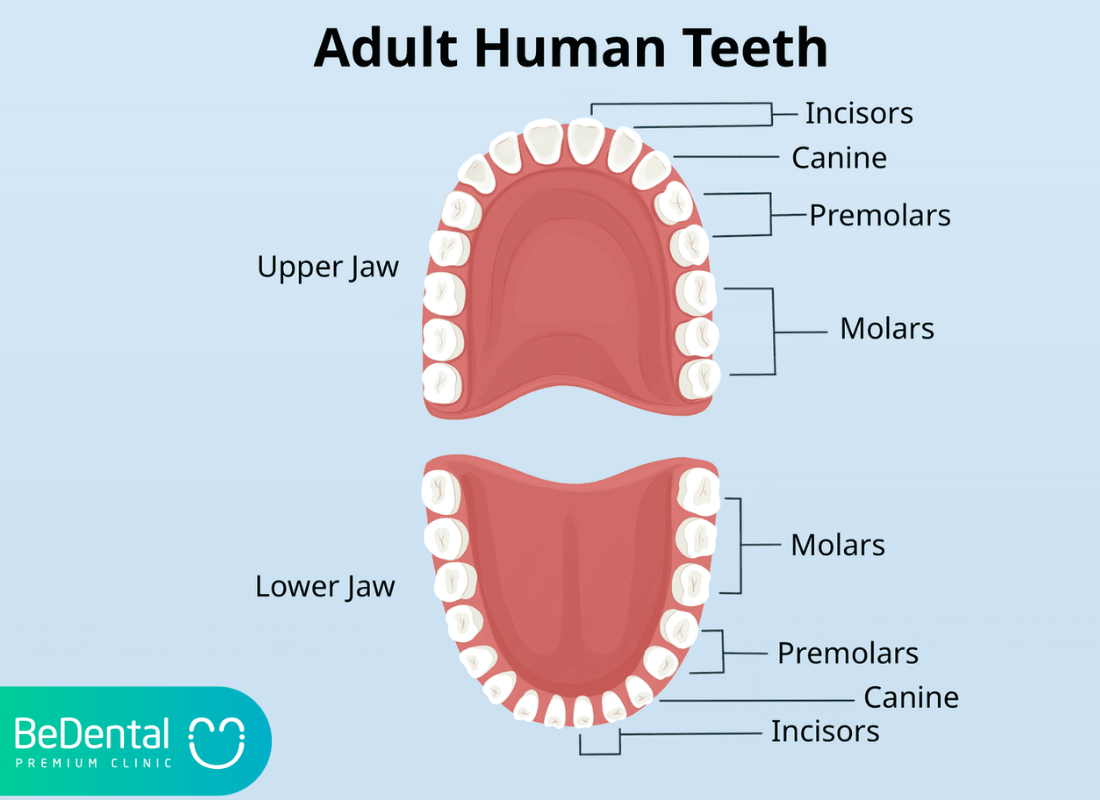 Adult human teeth