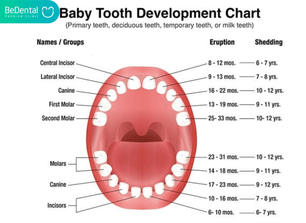 How many teeth do humans have