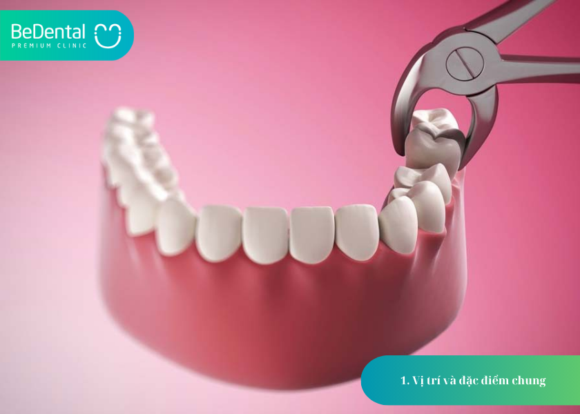 Cấu Tạo Của Răng Khôn: 4 Điều Bạn Cần Biết 2 Cấu tạo của răng khôn