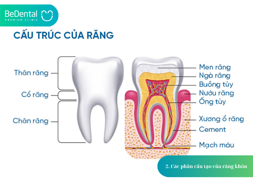 Cấu Tạo Của Răng Khôn: 4 Điều Bạn Cần Biết 3 How much does teeth whitening cost 17 2