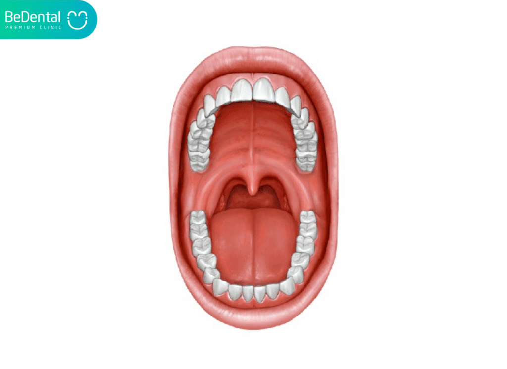 Niêm mạc miệng là gì? Nguyên nhân,dấu hiệu nhận biết và cách điều trị 4 Khoang mieng bth 1