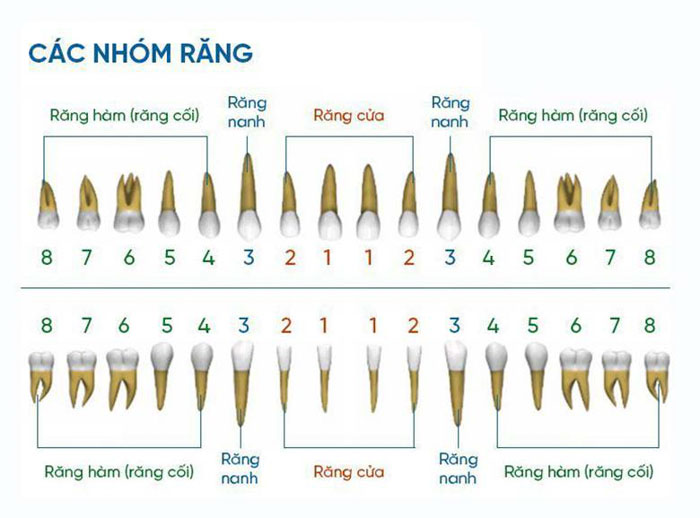 Răng số 5. Răng số 5. Răng số 5. Răng số 5