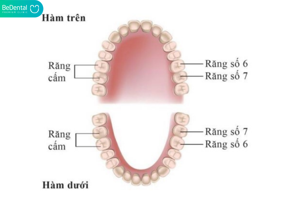 Răng cấm có thay không