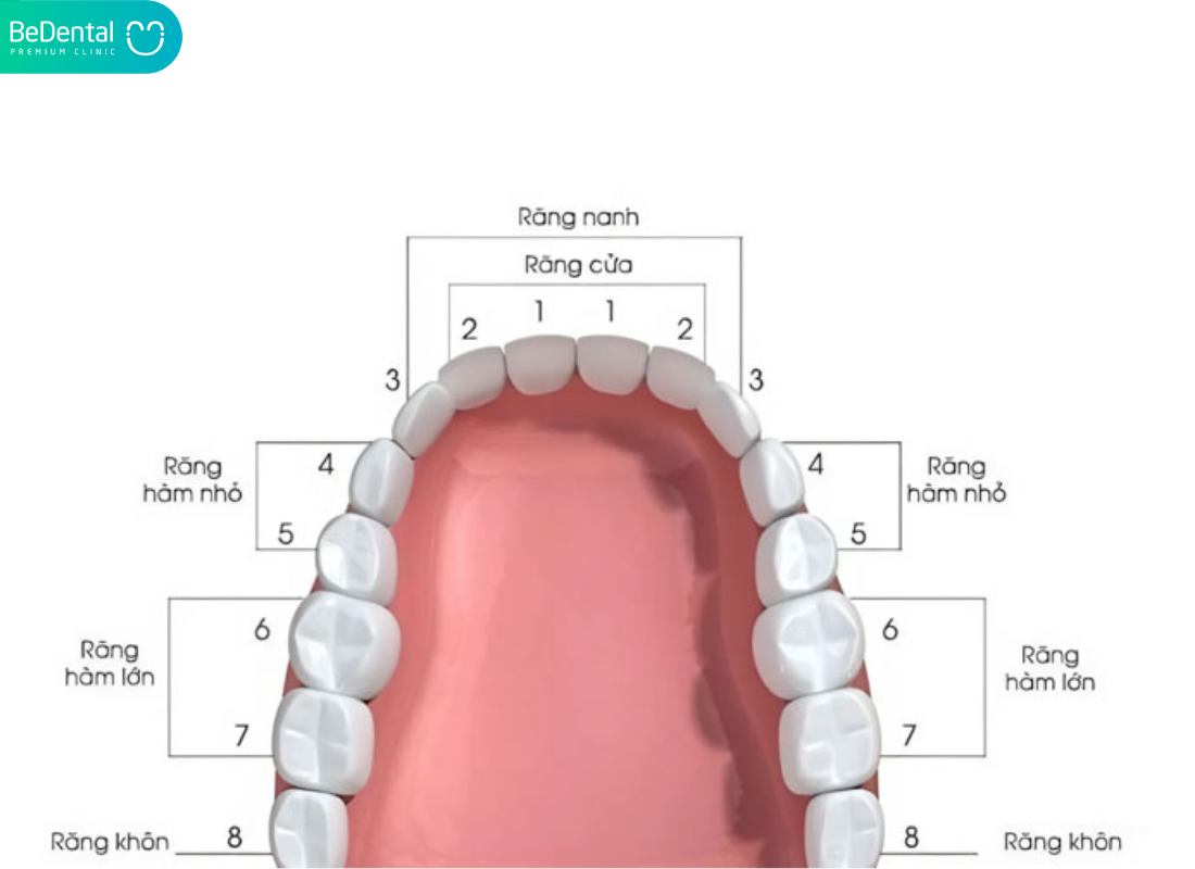 Răng cối là Răng nào
