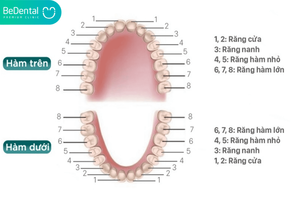 Quá Trình Thay Răng Hàm: Thời Điểm Và Cách Chăm Sóc Đúng Cách 2 Sơ đồ răng hàm