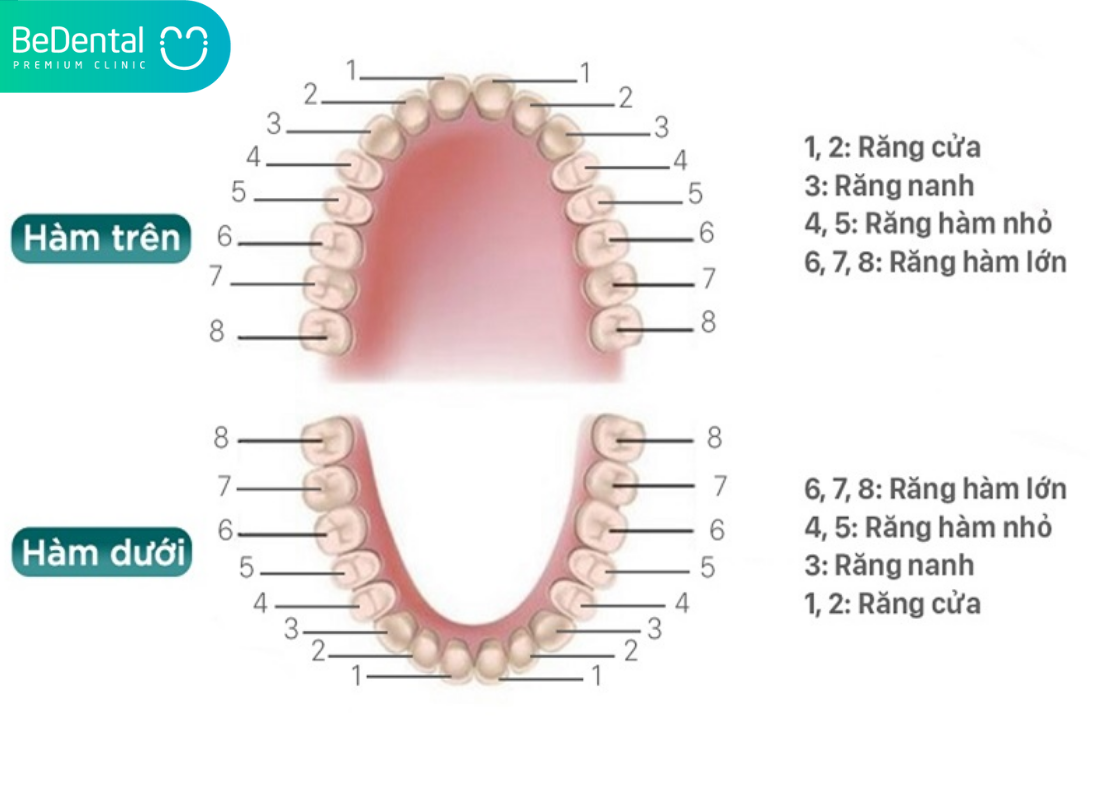 Quá Trình Thay Răng Hàm: Thời Điểm Và Cách Chăm Sóc Đúng Cách 8 Sơ đồ răng hàm