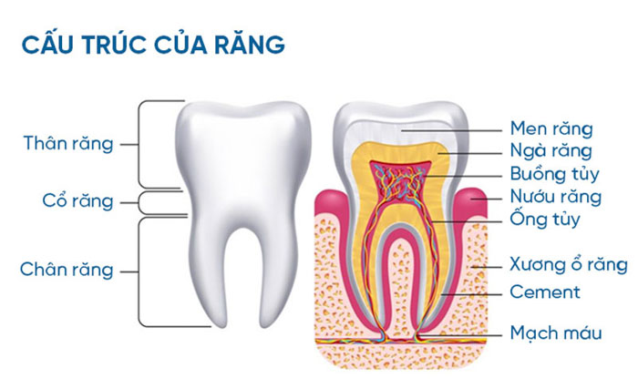 Giải phẫu răng: Cấu tạo và chức năng của từng bộ phận 2 Giải phẫu răng