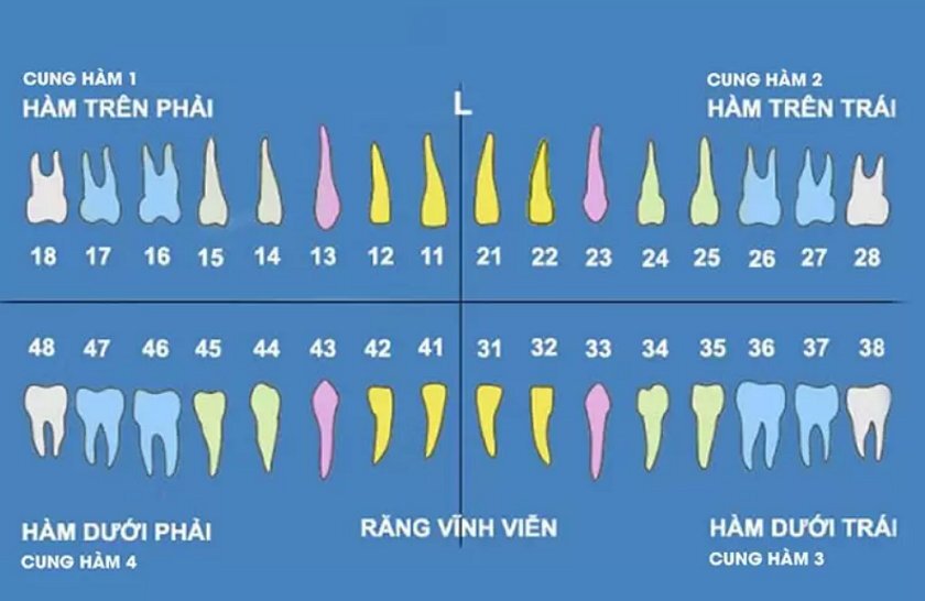 Con người có bao nhiêu răng? 4 điều thú vị về số lượng và chức năng răng người 3 cau truc cua rang truong thanh