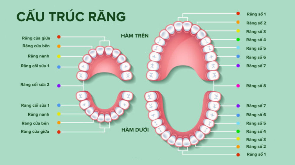 Con người có bao nhiêu răng? 4 điều thú vị về số lượng và chức năng răng người 2 Con người có bao nhiêu răng?