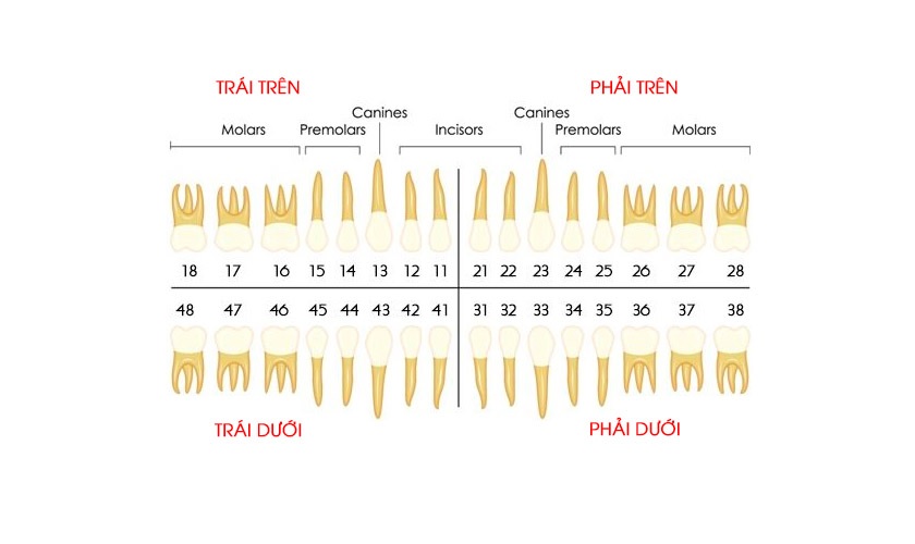 Giải phẫu răng. Giải phẫu răng. Giải phẫu răng. Giải phẫu răng