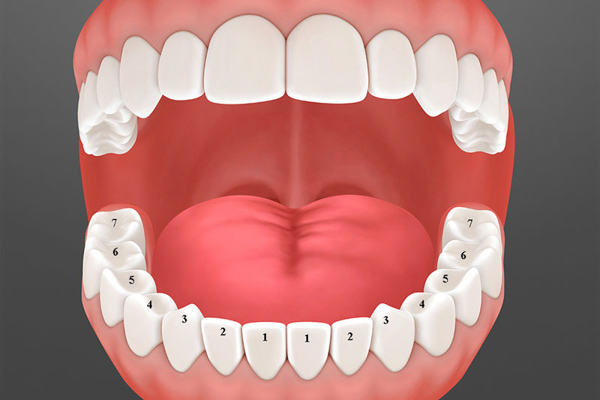 Con người có bao nhiêu răng? 4 điều thú vị về số lượng và chức năng răng người 5 ten cac loai rang 1