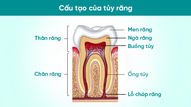 1 răng có mấy ống tủy? 