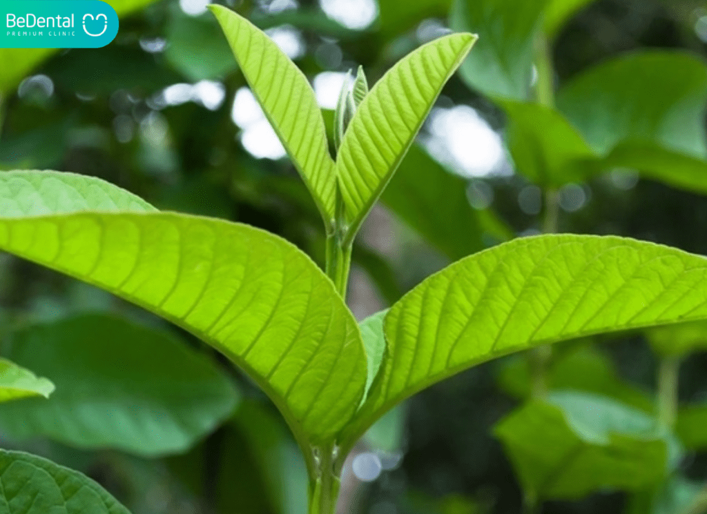 6 Loại Lá Cây Trị Hôi Miệng Hiệu Quả, An Toàn Tuyệt Đối Tại Nhà 2 Lá cây trị hôi miệng