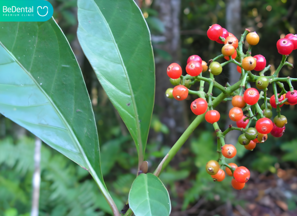 Lá nào chữa sâu răng