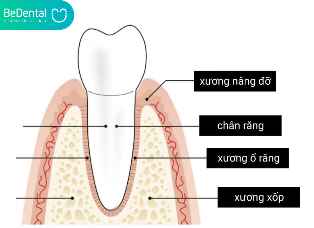Xương Ổ Răng Là Gì