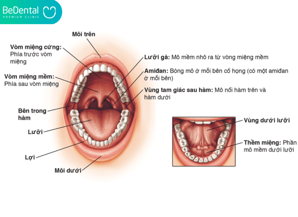 Khoang Miệng Là Gì? Cấu Tạo,Chức Năng và Cách Chăm Sóc 3 Moi va Ma