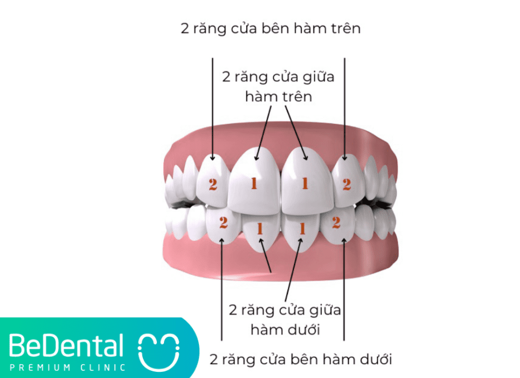 Răng cửa - Cấu Tạo , Chức Năng và Những Vấn Đề Thường Gặp 3 răng cửa
